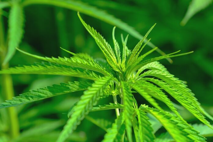 Top 10 hemp seed import companies in Australia