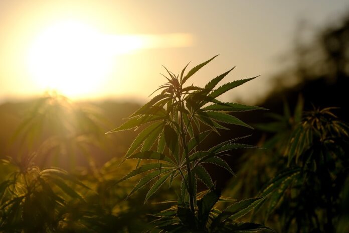 Top 10 hemp seed import companies in Italy
