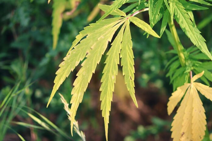 Top 10 hemp seed import companies in the Netherlands