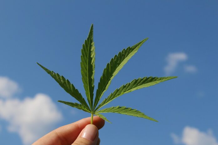 Top 10 hemp seed producing countries in the world in 2025