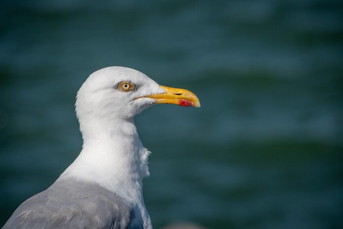 Top 10 herring brands in the Netherlands