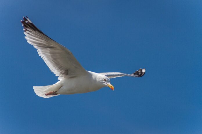 Top 10 herring export companies in Sweden