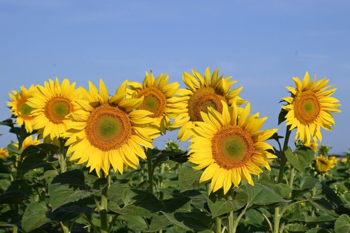 Top 10 high-oleic oils export companies in China