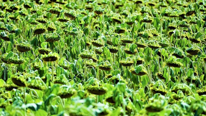 Top 10 high-oleic oils export companies in Germany