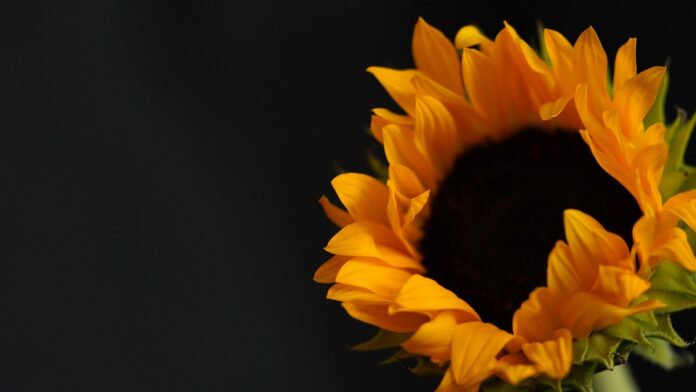 Top 10 high-oleic oils export companies in Spain