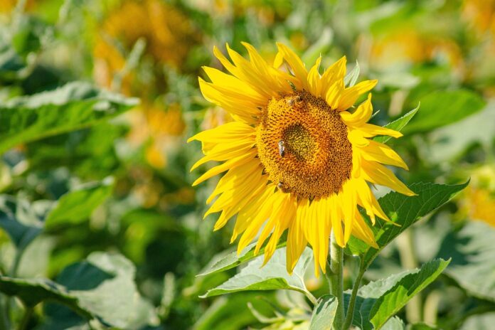 Top 10 high-oleic oils importing countries in 2025