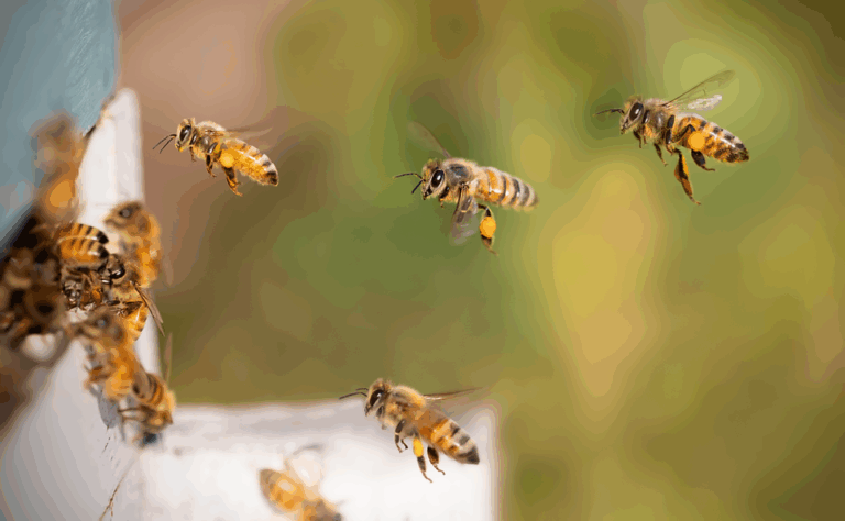 Top 10 honey brands in global food and wellness markets Top 10 honey brands in global food and wellness markets