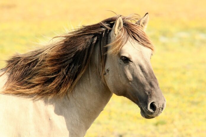 Top 10 horse food importers globally in 2025