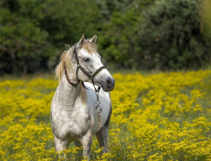 Top 10 horse food producers in Brazil