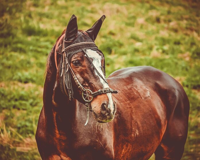 Top 10 horse food producers in China
