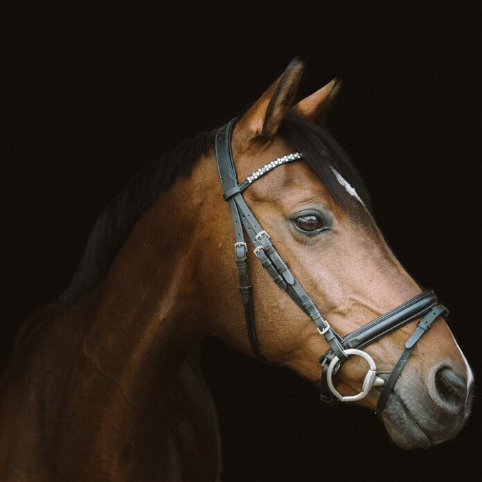 Top 10 horse food producers in Germany