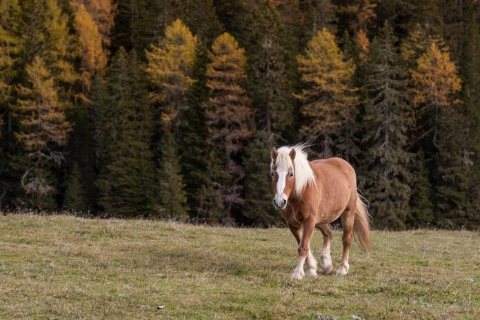 Top 10 horse food producers in the United Kingdom