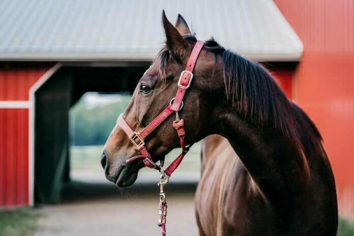 Top 10 horse food product innovations launched in 2025