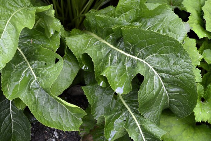Top 10 horseradish and chili paste ingredient suppliers