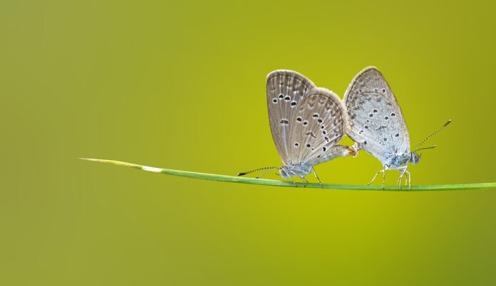 Top 10 insect based pet food exporters globally in 2025