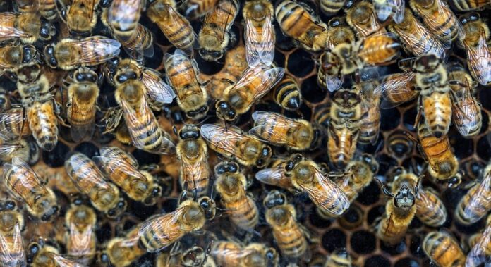 Top 10 insect based pet food producers in China