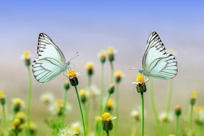 Top 10 insect based pet food producers in Germany