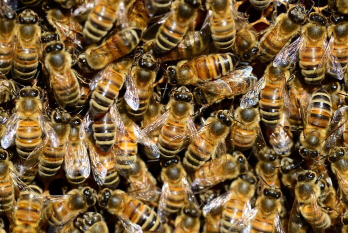 Top 10 insect pasta brands imported in Europe