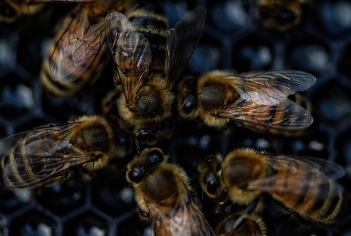 Top 10 insect pasta export companies in the Netherlands