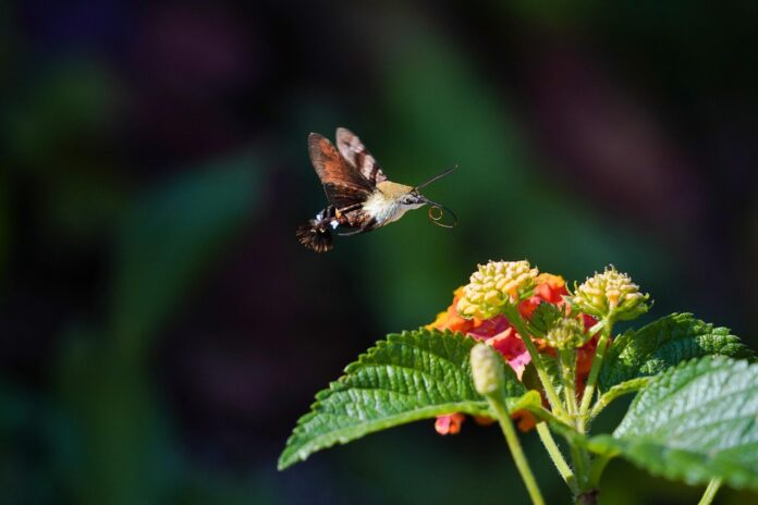 Top 10 insect pasta export companies in the United Kingdom