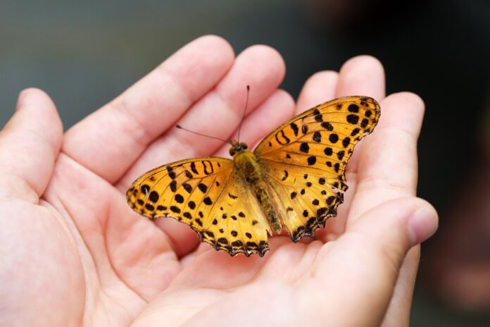 Top 10 insect pasta export companies in the United States