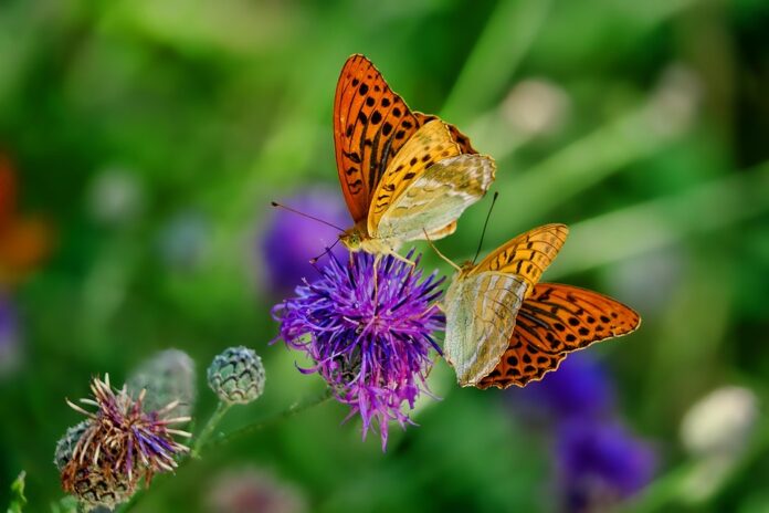 Top 10 insect pasta import companies in Canada