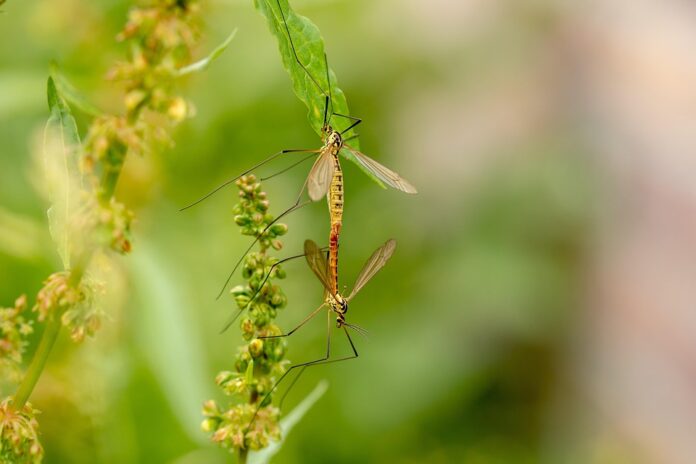Top 10 insect pasta import companies in Germany