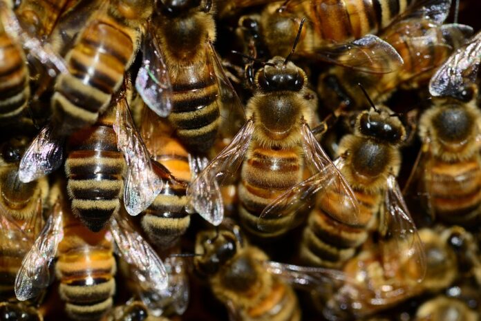 Top 10 insect pasta innovations in 2025