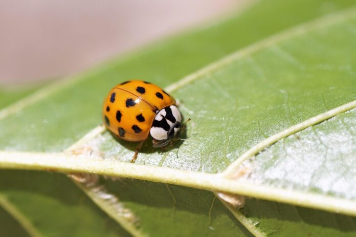 Top 10 insect pasta producers in Brazil