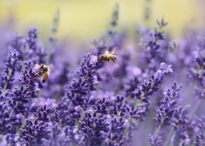 Top 10 insect pasta producers in Germany