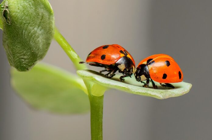 Top 10 insect pasta producing countries in the world in 2025