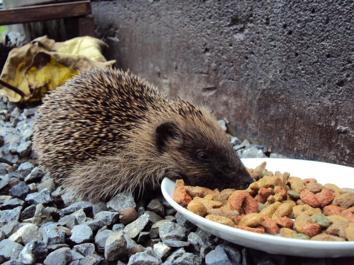 Top 10 kibble producers in China