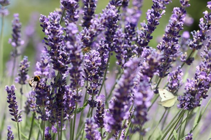 Top 10 lavender brands in China