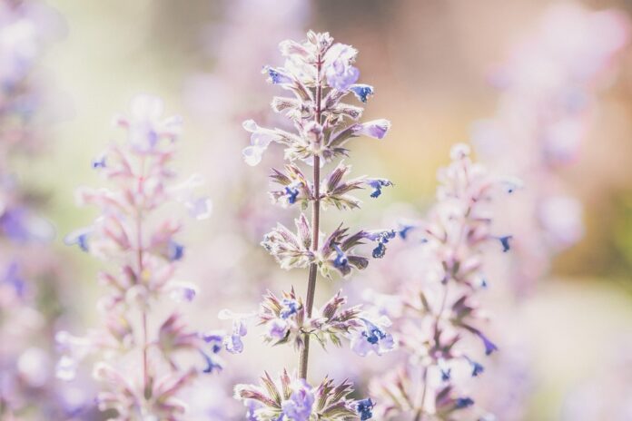 Top 10 lavender brands in France