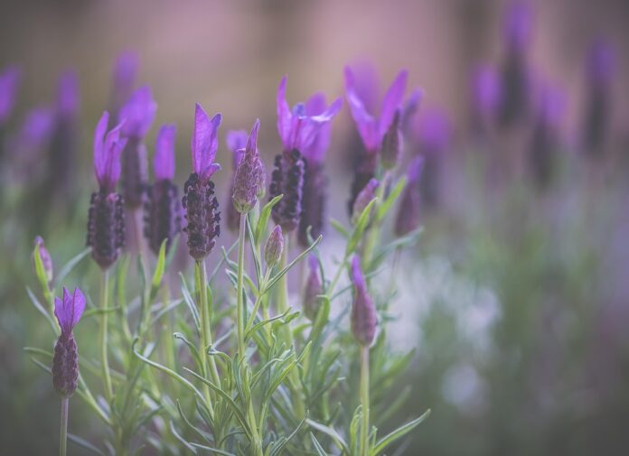 Top 10 lavender brands in India