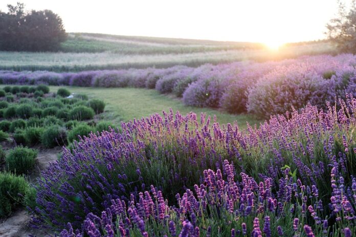 Top 10 lavender brands in Italy