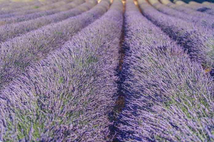 Top 10 lavender brands in Spain