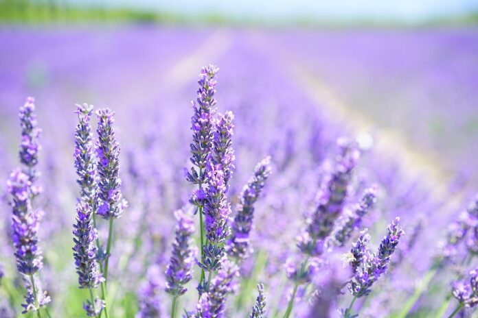 Top 10 lavender export companies in Morocco