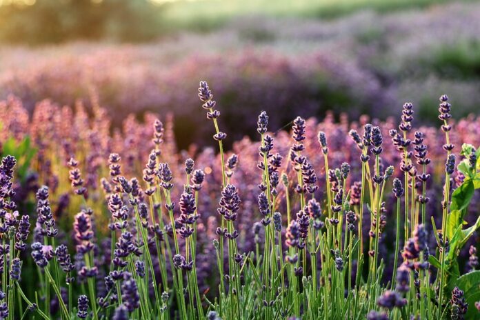 Top 10 lavender export companies in Ukraine