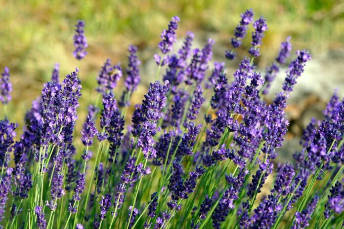 Top 10 lavender import companies in Australia