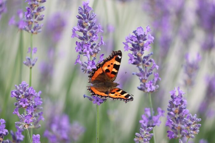 Top 10 lavender import companies in Canada