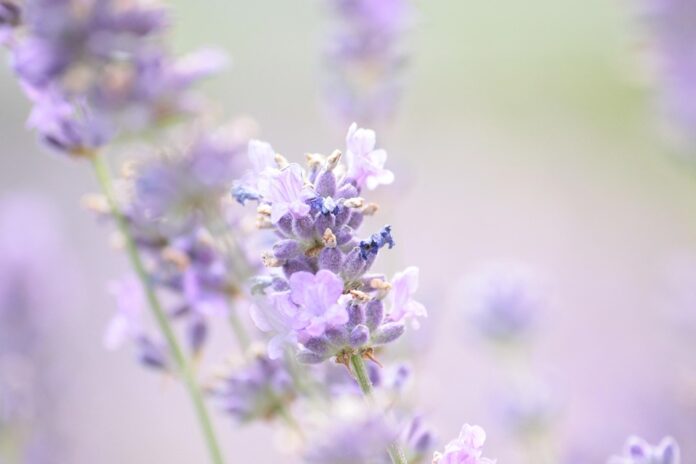Top 10 lavender import companies in South Korea