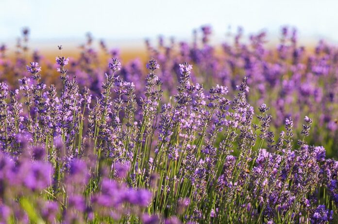 Top 10 lavender producing countries in the world in 2025