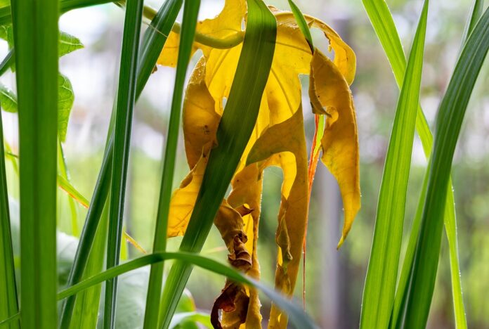 Top 10 lemongrass import companies in Japan