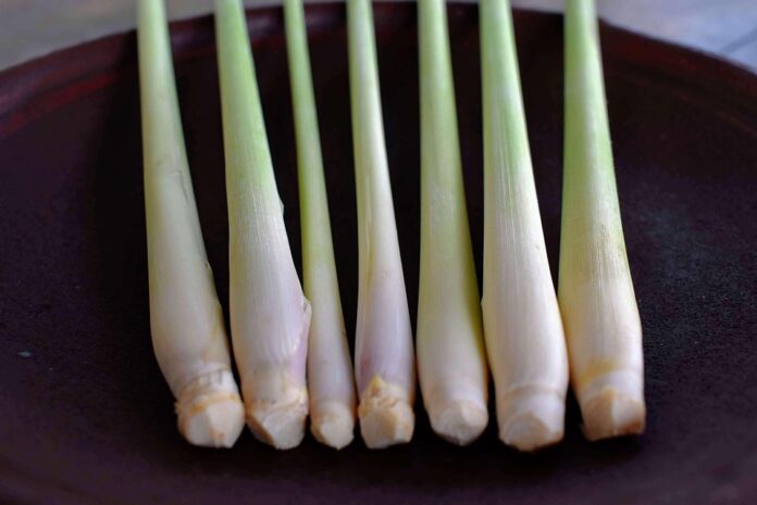 Top 10 lemongrass importing countries in the world in 2025