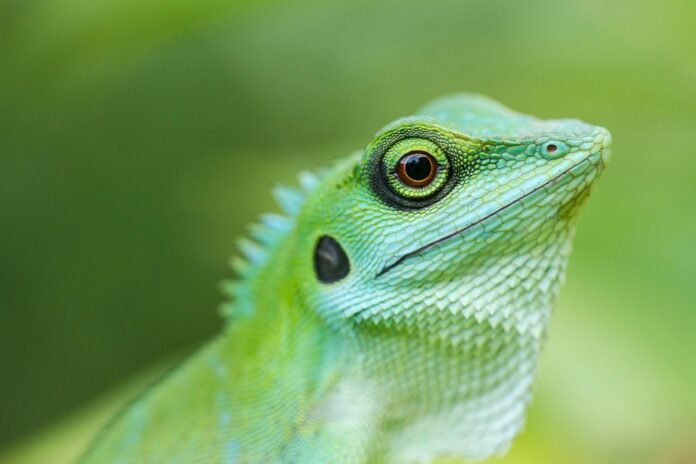 Top 10 lizard food brands globally in 2025