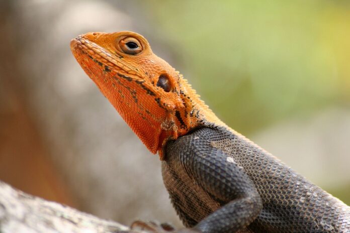 Top 10 lizard food producers in Brazil