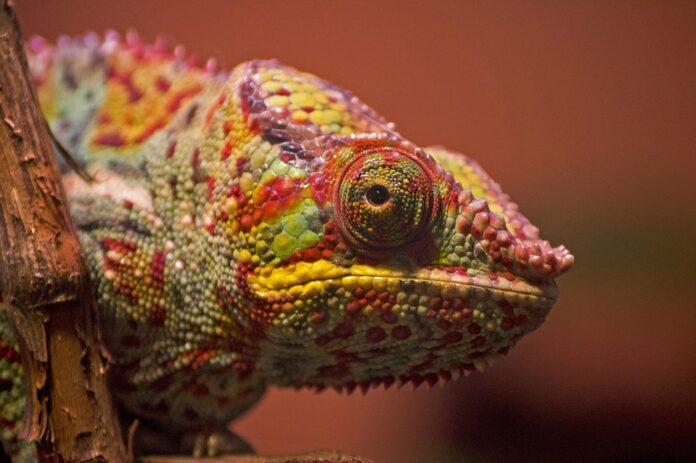 Top 10 lizard food producers in Germany