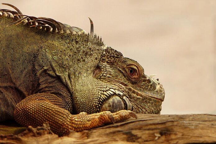 Top 10 lizard food producers in the United Kingdom
