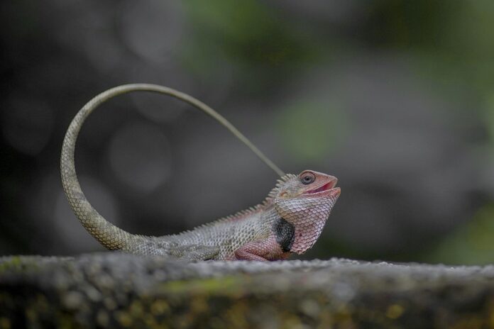 Top 10 lizard food producers in the United States